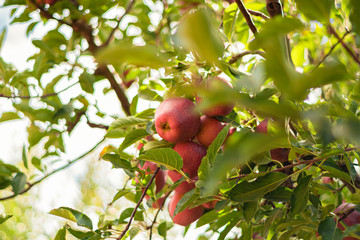Fruit trees with harvest ripe red and greed apples in a modern Lebanese apple orchard with...