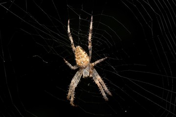 European garden spider on black background, Danubian wetland, Slovakia, Europe