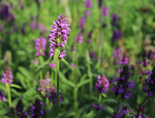 Landscape with wildflowers at sunset. Blooming Betonica officinalis. Medicinal plants, herbs in the garden.Blurred background.