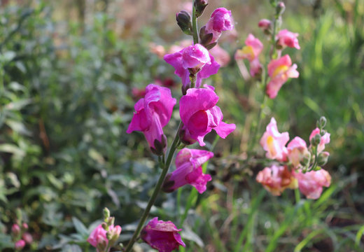 Pink flowers snapdragons,Antirrhinum majus known as dragon flowers growing in sunny garden.