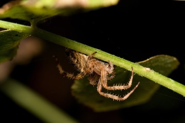 European garden spider in its natural environment, Danubian meadow, Slovakia, Europe