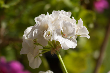 Fototapeta premium Flores blancas