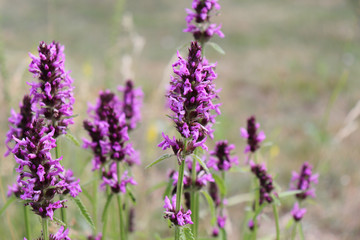 Landscape with wildflowers at sunset. Blooming Betonica officinalis. Medicinal plants, herbs in the garden.Blurred background.