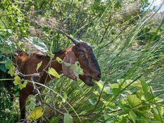 Goat Grazing on Leaves