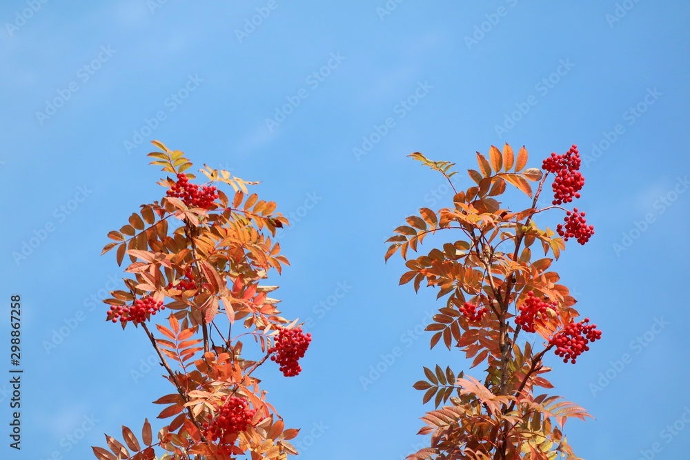 Wall mural two bunch of red rowan with red berries and colorful leaves in autumn. nature concept.