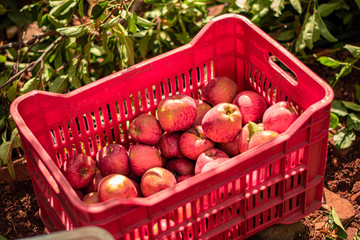 Fruit trees with harvest ripe red and greed apples in a modern Lebanese apple orchard with...