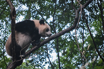 Panda Climbing Up a Tree