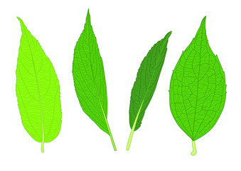 Green Leaves fresh abstract isolated on white background illustration vector