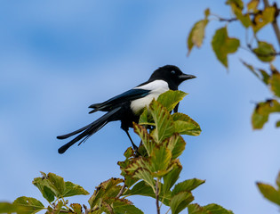 bird on a branch