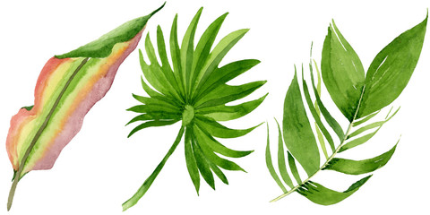 Fototapeta na wymiar Palm beach tree leaves jungle botanical. Watercolor background illustration set. Isolated leaves illustration element.