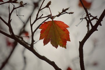 Close up of red maple leaf on tree in autumn background Vintage style picture. Nature concept.