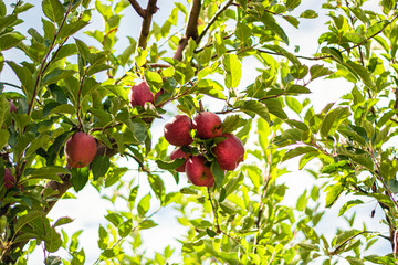 Fruit trees with harvest ripe red and greed apples in a modern Lebanese apple orchard with...