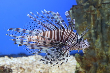 In the ocean