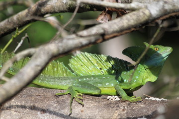 Basilic