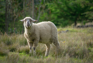 Wild sheep in the field