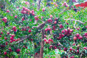 Obraz premium Fresh apples tree orchards, in the gardens of Spiti valley of Himalaya