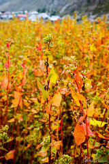 Beautiful flower bloom field with one plant in focus with orange and yellowish petals