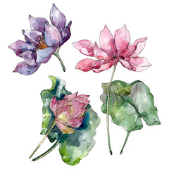 Lotus floral botanical flowers. Watercolor background illustration set. Isolated lotus illustration element. - obrazy, fototapety, plakaty
