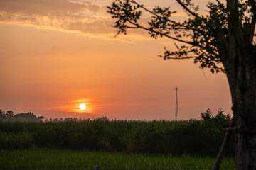 Fototapeta premium Sunrise in the morning At a rice field in Thailand With large trees and telephone towers in the foreground