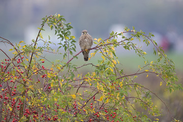 A female common kestrel (Falco tinnunculus) perched on the lookout ready to hunt mice. Perched on a...