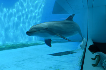 Naklejka premium イルカ水槽を眺める女の子