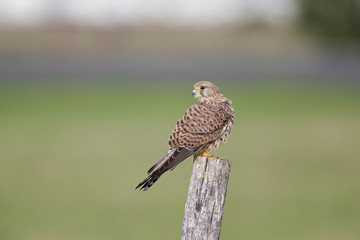 A female common kestrel (Falco tinnunculus) perched and preening its feathers. Perched on a wooden pole in front of a green meadow.