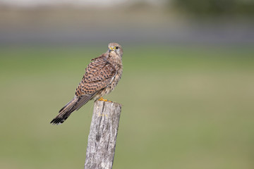 A female common kestrel (Falco tinnunculus) perched on the lookout ready to hunt mice. Perched on a wooden pole infront of beautiful morning colours.