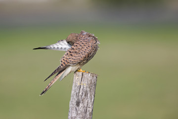 A female common kestrel (Falco tinnunculus) perched and preening its feathers. Perched on a wooden pole in front of a green meadow.