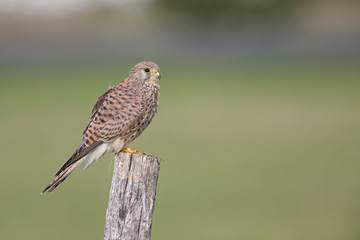 A female common kestrel (Falco tinnunculus) perched on the lookout ready to hunt mice. Perched on a wooden pole infront of beautiful morning colours.