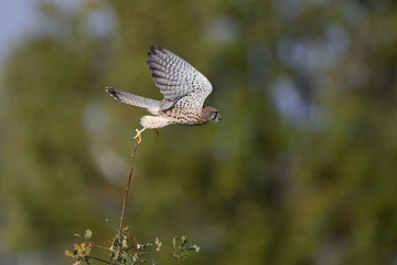 A female common kestrel (Falco tinnunculus) taking off ready to hunt mice. Perched on a branch of a small tree.