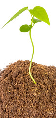 young plant in soil isolated on white background
