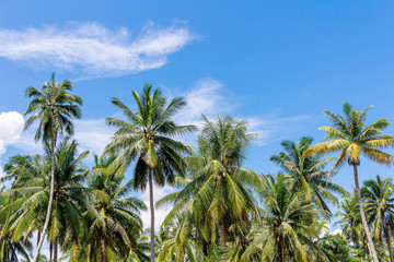 Tropical landscape with palm trees.selective focus.