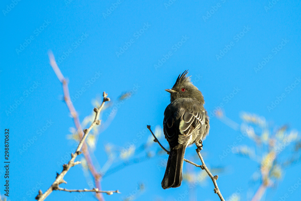 Poster female phainopepla or silky flycatcher against a blue sky in the mojave desert of southern nevada