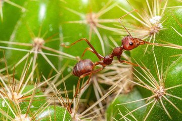 the red ants walk on the cactus are surrounded by thorns.selective focus.