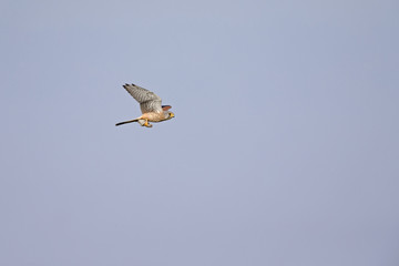 A common kestrel flying with high speed with a mouse in its claws.