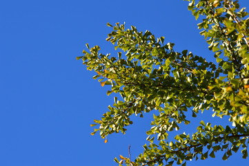 青空を背景にして、黄葉し始めたイチョウの樹の梢を撮影した写真
