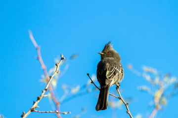 Female Phainopepla or Silky Flycatcher against a blue sky in the Mojave Desert of southern Nevada