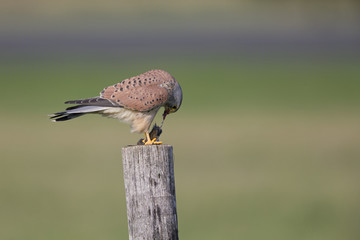 A male common kestrel (Falco tinnunculus) perched and eating a mouse. Perched on a wooden pole in front of a beautiful green meadow.