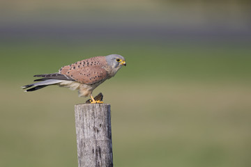 A male common kestrel (Falco tinnunculus) perched and eating a mouse. Perched on a wooden pole in front of a beautiful green meadow.