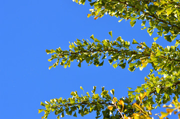 青空を背景にして、黄葉し始めたイチョウの樹の梢を撮影した写真