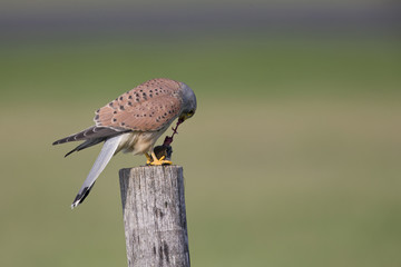A male common kestrel (Falco tinnunculus) perched and eating a mouse. Perched on a wooden pole in front of a beautiful green meadow.