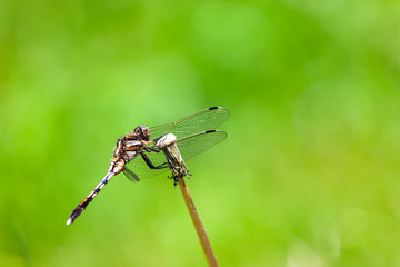 休息するムギワラトンボ
