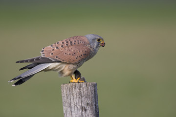 A male common kestrel (Falco tinnunculus) perched and eating a mouse. Perched on a wooden pole in...