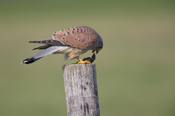 A male common kestrel (Falco tinnunculus) perched and eating a mouse. Perched on a wooden pole in front of a beautiful green meadow.