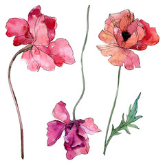 Poppy floral botanical flower. Watercolor background illustration set. Isolated poppies illustration element.