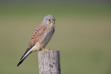 A male common kestrel (Falco tinnunculus) perched on the lookout ready to hunt mice. Perched on a wooden pole infront of beautiful autumn colours.