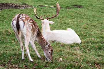 Jeunes cerfs