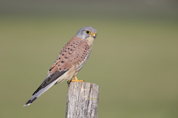 A male common kestrel (Falco tinnunculus) perched on the lookout ready to hunt mice. Perched on a wooden pole infront of beautiful autumn colours.