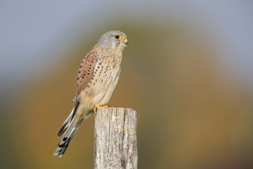 A male common kestrel (Falco tinnunculus) perched on the lookout ready to hunt mice. Perched on a wooden pole infront of beautiful autumn colours.