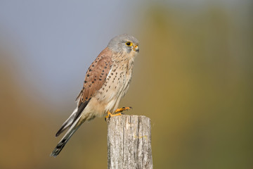 Naklejka na ściany i meble A male common kestrel (Falco tinnunculus) perched on the lookout ready to hunt mice. Perched on a wooden pole infront of beautiful autumn colours.